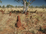 Buy Large Conical Anthills Rise from the Grassy Plain at AllPosters.com