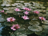 Beautiful Pink Lotus Water Lilies Bloom in a Canal in Bangkok