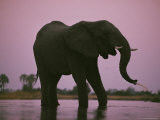 Buy Elephants Roam the Plains of Moremi Game Reserve at AllPosters.com