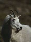 Portrait of a Rocky Mountain Goat