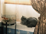 Blue Persian Cat