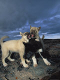 Huskies Fight with Each Other
