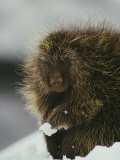 Buy Close View of a Porcupine in the Snow at AllPosters.com