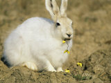 Arctic Hare Eating Arctic Poppies Near Eureka