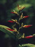 Buy Close View of a Wildflower at AllPosters.com