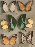 Buy Swallowtail Butterflies of Siam and India at AllPosters.com