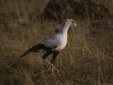 A Secretary Bird Hunts for a Meal