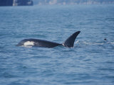 A Killer Whale Feeds in Aialik Bay