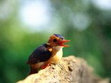 Pygmy Kingfisher