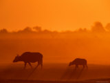 Cape Buffalo Silhouetted at Dusk