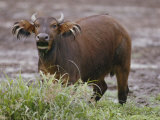 A Cape Buffalo