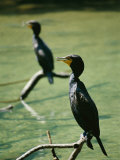 Two Black-Faced Cormorants Roost Along the Homosassa River
