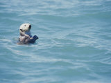 A California Sea Otter Bobs on the Waters Surface