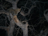 Leopard in a Tree at Night