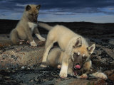 Huskies Fight Each Other as Dusk Falls