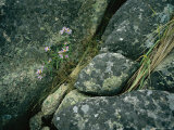 Buy Wildflowers and Grass Find a Tenuous Hold Among Large Rocks at AllPosters.com