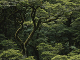 Buy Moss-Covered Tree in Fiordland National Park at AllPosters.com