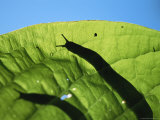 Silhouetted Slug on a Leaf