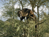 Buy Coatimundi in a Bush at AllPosters.com