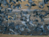 Buy A Flock of Pigeons Rises in Alarm Near a Black-Backed Jackal at AllPosters.com