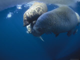 An Adult Atlantic Walrus and Two Pups are Swimming