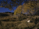 Pronghorn Buck Near a Grove of Aspens