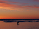 Buy A Polar Bear is Silhouetted against the Arctic Sunset at AllPosters.com