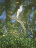 A Reflection of a Snowy Egret Perched on a Twisted Branch