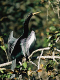 Portrait of an Anhinga Perched on a Branch
