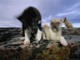 Huskies Resting on a Rock