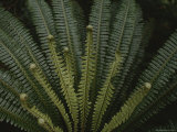 Buy Large Ferns are Plentiful in Fiordland National Parks Forests at AllPosters.com