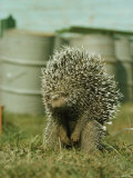 Buy Porcupine at AllPosters.com
