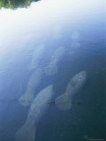 A Group of Manatees Swim Down the Homosassa River