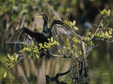 Double-Crested Cormorant with Wings Outstretched