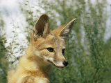 Close-up of a Kit Fox