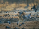 Lioness Disturbs a Flock of Pigeons