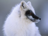 A Portrait of an Arctic Fox with Darker Hair on its Face