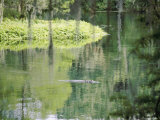 An Alligator Floats Just Above the Surface of the Silver River