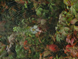Golden Orb Weaver Spider in Web