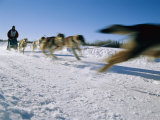 Buy A Dogsled Team Whizzes Past the Camera During a Race Along Chena Lake at AllPosters.com