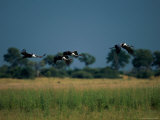 Marabou Storks in Flight