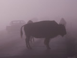 American Bison on a Foggy Road in Yellowstone National Park
