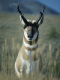 Close Portrait of a Pronghorn