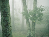 Buy Lichen-Covered Trees in the Mist at AllPosters.com
