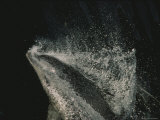 Buy A Bottlenose Dolphin Breaks the Surface of the Sea at AllPosters.com