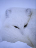 An Arctic Fox Buries Itself in the Crisp White Snow