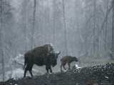 An American Bison Cow with Her Newborn Calf in the Woods