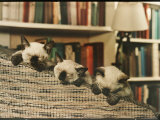 Three Siamese Kittens Take a Nap by Resting Their Heads on the Arm of a Padded Chair