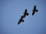 Three Blackbirds Fly in a Formation