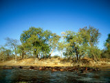 A Herd of Hippos Lounge in the Water